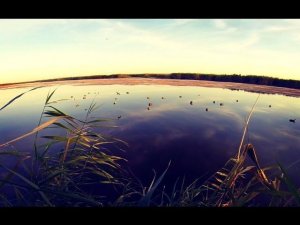 Охота на утку. Открытие охоты на утку 2015. Утиная охота. Охота на мотоцикле