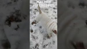 щенок Американский булли Покет. 2 месяца. 10 января 2024 г.