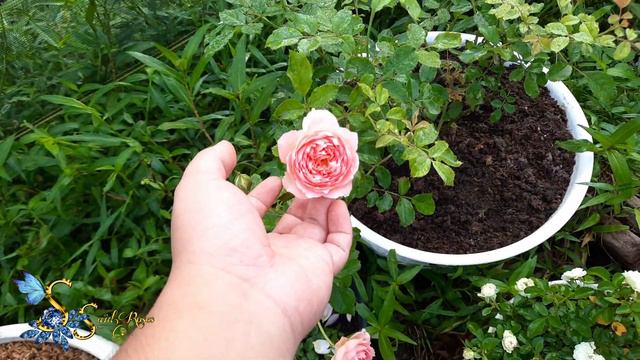 Jubilee Celebration Rose |English Roses | David Austin Roses