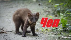 Чеп.. (рассказ)