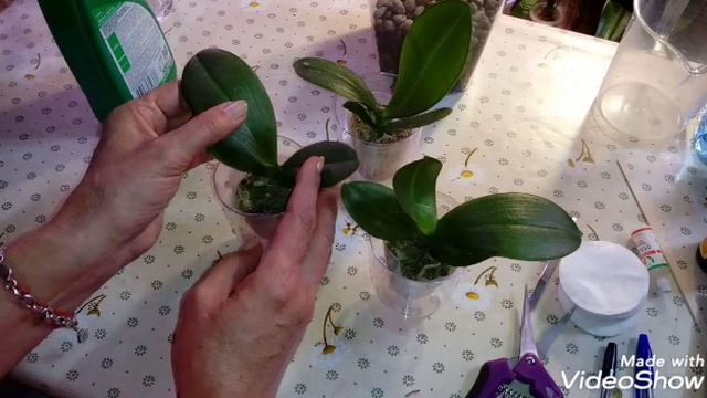 Посылка с Орхидеями | Phal. Ever Spring King * OX Black смотреть онлайн