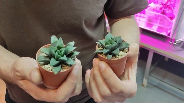 Новый опыт с "Хавортия Ретуза" и "Филодендрон Альба Бьюти" смотреть онлайн