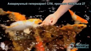 Кормление карпов кои