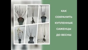 Советы по сохранению саженцев до весны