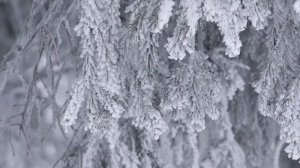 Мама! Глянь-ка из окошка.../ Афанасий Фет. Читает Мария Ронжина.