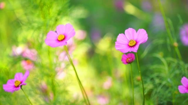 Музыка расслабляет нервную систему, улучшает память! Отличная музыка для души! Сергей Грищук музыка смотреть онлайн