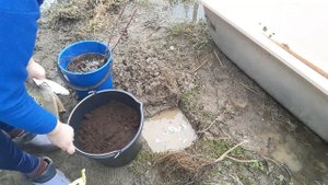 Как посадить смородину и малину весной/в чем разница