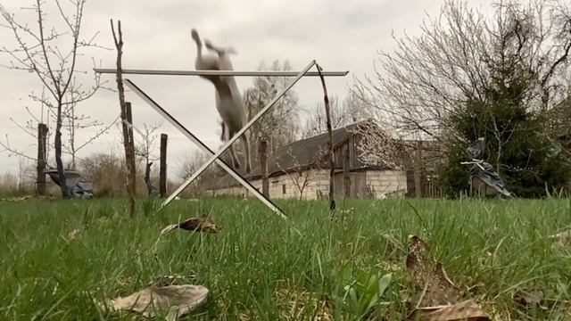 Основные правила вязки собак. смотреть онлайн