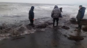 Сахалин .  Ловля кальмара руками .  30.10.2016 г.