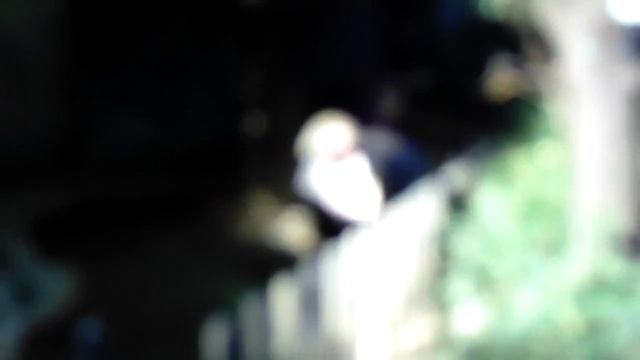 Pygmy hippo at Ueno Park | Карликовый бегемот в парке Уэно смотреть онлайн