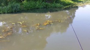 Карп на реке Шат