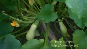 Китайцы имеют весь мир! Что выросло из семян с Алиэкспрес