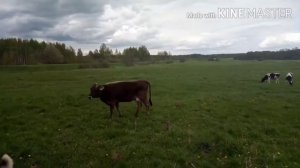 Пасём коров, на Лошади.#лошадь корова собака