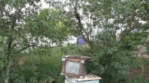 Пчелы рой, снятие и посадка роя в улей...