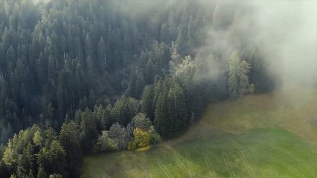 Подобрав кота на улице, женщина ужаснулась тому что он сотворил с людьми. смотреть онлайн