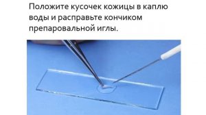 Приготовление временного препарата