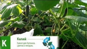 Борофоска