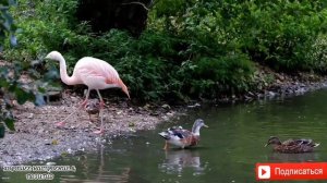 Розовый фламинго/В мире животных
