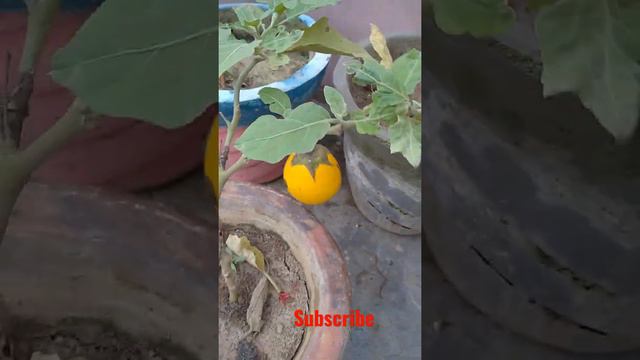 yellow colour brinjal 😲😱 plants 😱🤔🤔 #short❤️