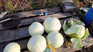 КАПУСТА, ЛУЧШИЙ СПОСОБ ХРАНЕНИЯ.