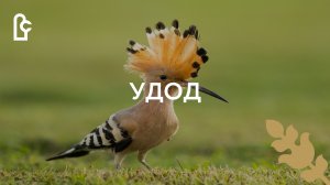 Удод