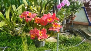 Cattleya Rlc. Siam Red