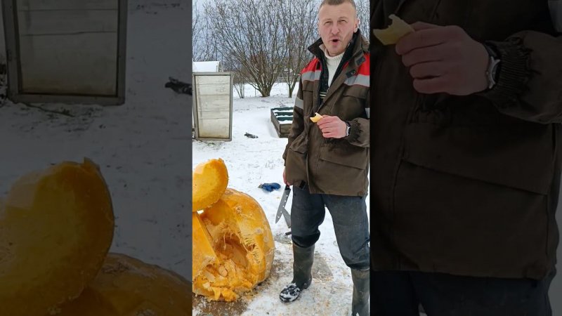 Попробовал кусочек гигантской тыквы на вкус: вкусная... Блог о даче.
