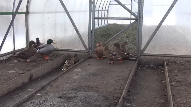 Не покупайте диких уток для охоты с подсадной. смотреть онлайн