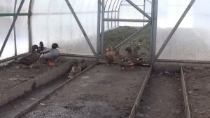 Не покупайте диких уток для охоты с подсадной.