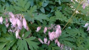 Дицентра красивая. Цветок с невероятно красивыми  цветками.