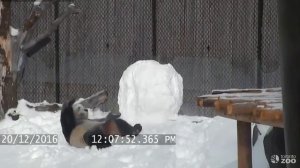 Панда и снеговик | Toronto Zoo Giant Panda vs Snowman