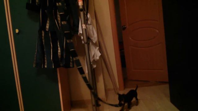 Той-Терьер Саша ворует халат смотреть онлайн