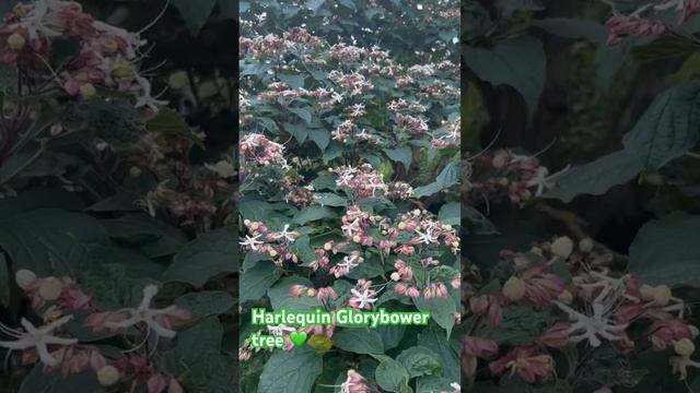 Clerodendrum trichotomum tree | Glorybower tree | blossom tree