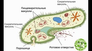 Инфузории туфельки. Небольшой обзор.