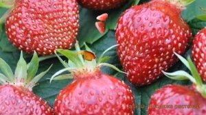 Земляника садовая Черри Берри (fragaria ananassa) ? обзор: как сажать, рассада земляники Черри Берр