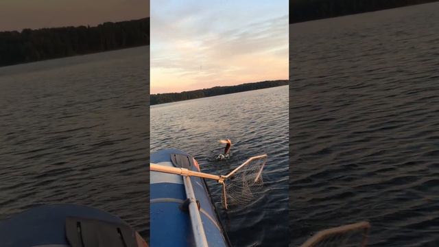 Карелия 2022 поймали щуку смотреть онлайн