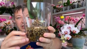 ТРИ ЛУЧШИХ СПОСОБА наращивания корней орхидеи