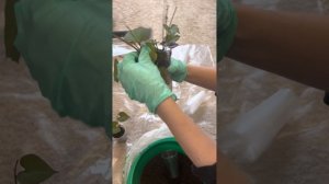 ВЫСАДКА ЧЕРЕНКОВ БАТАТА В ГРУНТ (часть 2) | Проращивание клубней батата и получение черенков