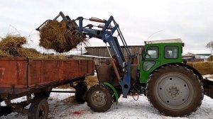 Обзор на самодельные вилы для куна трактора Т40. Чистим навоз на Т40 АМ.