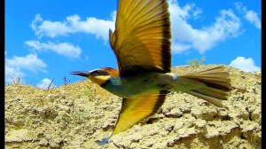 Щурка золотистая (Merops apiaster)