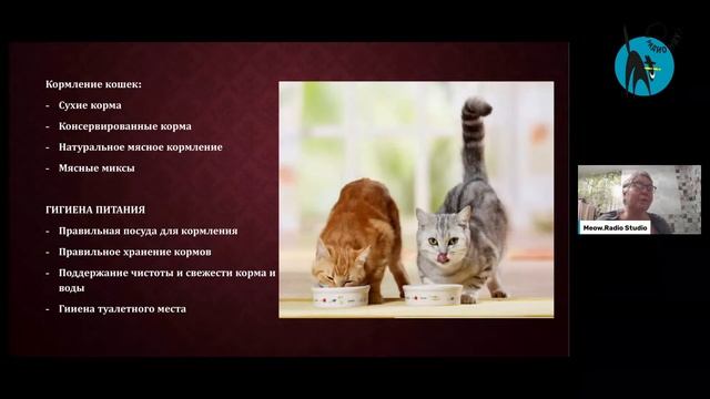Урок 1. Что необходимо знать фелинологу (Светлана Пономарева)