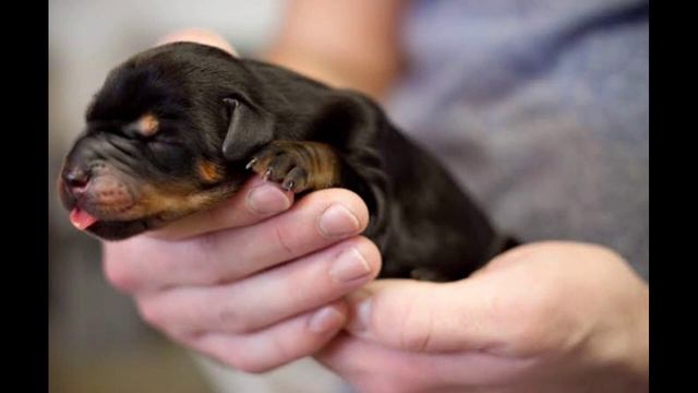 Doberman for first time owner in hindi/indian смотреть онлайн