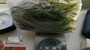 ЛУК НА ПЕРО НА ЗЕЛЕНЬ (ЗА 15 ДНЕЙ) | ЛУК НА ПЕРО ДОМА НА ПОДОКОННИКЕ | ВЫРАЩИВАЕМ ЛУК НА ПЕРО ДОМА