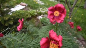 Пион Тонколистный