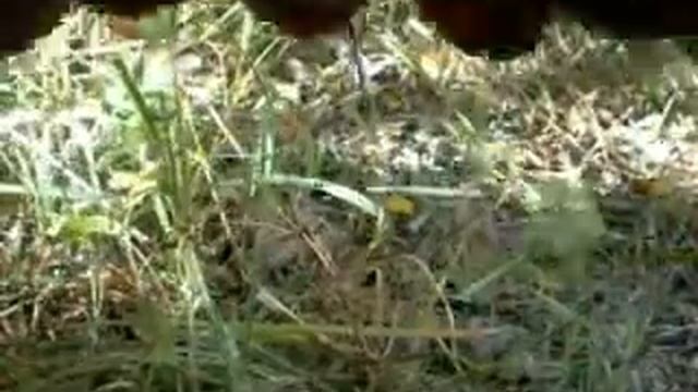 Bushcraft - Yescas Naturales: "Cytisus Scoparia" - Natural tinders смотреть онлайн