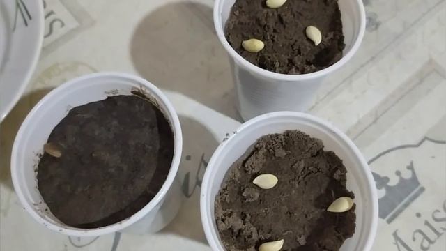 1. Как вырастить лимон из косточки. Посадка косточек лимона.