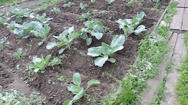 Два яичка, вода и вперёд!! Продолжаем полоть. Что с кабачками?