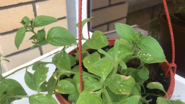 ОБИ. Обзор цветочных уценок. Мой новый цветочек. смотреть онлайн