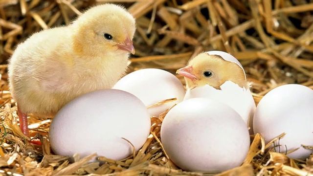 Как из яйца получается цыпленок смотреть онлайн