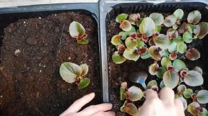 БЕГОНИЯ ВЕЧНОЦВЕТУЩАЯ.  ВТОРАЯ ПИКИРОВКА